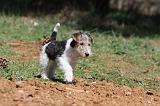 FOX TERRIER 172